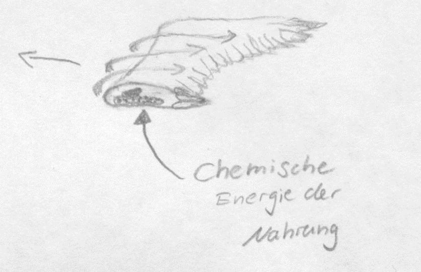 323_2 (Aspect: energy degradation/dissipation Level of cogn. complexity: mappings) Chemical energy from food A bird is flying.