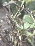 may be scattered or clustered about the field For Bacterial Wilt On