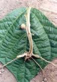 insect / hoe damage On pulling the plant the stem breaks easily at