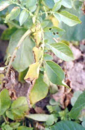 Verticillium Wilt The leaves will show yellowing on half of the leaf only Whereas, for