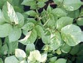 may be diverse, including Stunted growth Chlorotic or
