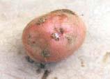 a white liquid On cutting the tuber a ring is seen that is wet and,