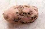 be observed TUBER DAMAGE / TUNNELLING: TUBER MOTH MODERATE HAZARD This