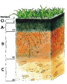 Typical Soil Profile Soil Depth and P Sorption A Horizon zone of organic matter accumulation Typically less clay than B horizon lower P sorption than B horizon B Horizon zone of clay (oxide)