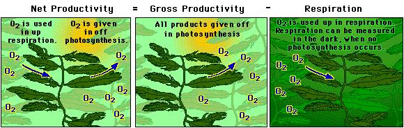 2. Productivity: Define each of these terms in your own words. a. Primary productivity: b. Gross productivity: c. Net productivity: 3. Why do we use dissolved as a measure of productivity?