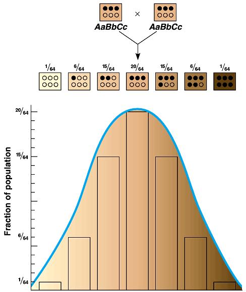 A cross between two AaBbCc individuals (intermediate skin shade) would produce offspring covering a wide range of shades.