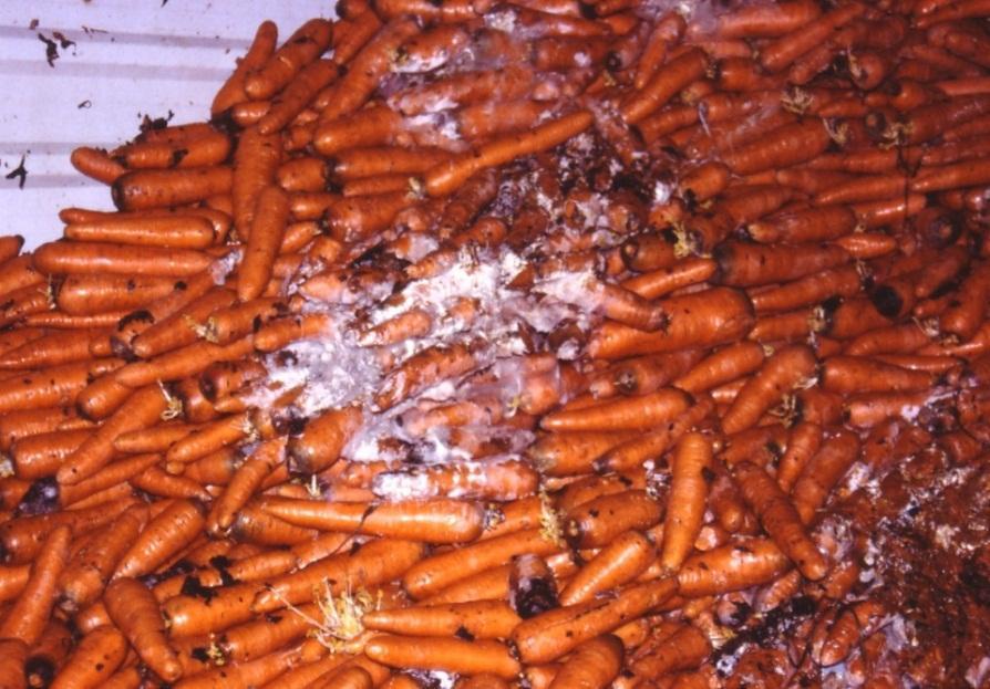 mold on carrots