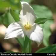 a strong sense of ownership and greater potential for longer-term use / implementation of ideas Eastern Ontario Model Forest, Canada 1.