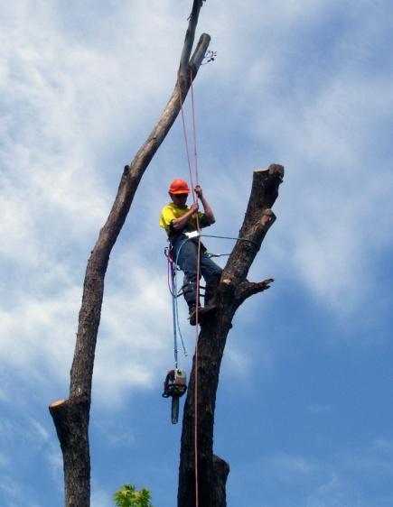 SAPPHIRE COAST TREE SERVICE & TOWER HIRE COMPANY PROFILE OVERVIEW Sapphire Coast Tree Service & Tower Hire has been in business for 22 years and achieved a strong reputation for professional, high