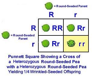 Punnett Square! Used to predict the genotypes and phenotypes of offspring from a cross! Steps!