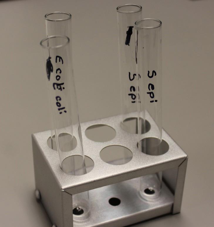 Figure 6. Labeled test tubes. 33. Carefully pour half of the incubated MR-VP broth labeled E.