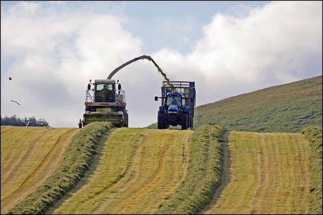 Silage is grass that has been preserved to feed ruminants.