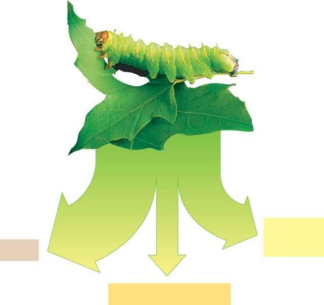 Trophic Efficiency and Ecological Pyramids It gets transferred to the organism that ate the caterpillar Trophic efficiency Plant material eaten by caterpillar