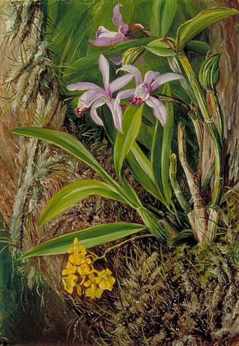orchids on a tree Epiphytes: A plant, such as a tropical orchid or a