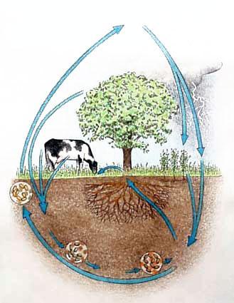 Nutrient Cycles Organisms rely on the recycling of nutrients for survival.