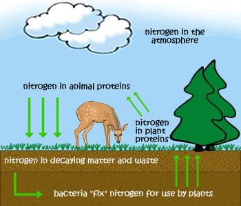 The Nitrogen Cycle Cont 1. Lightening or bacteria convert nitrogen in the air to nitrates in the soil through nitrogen fixation. 2.