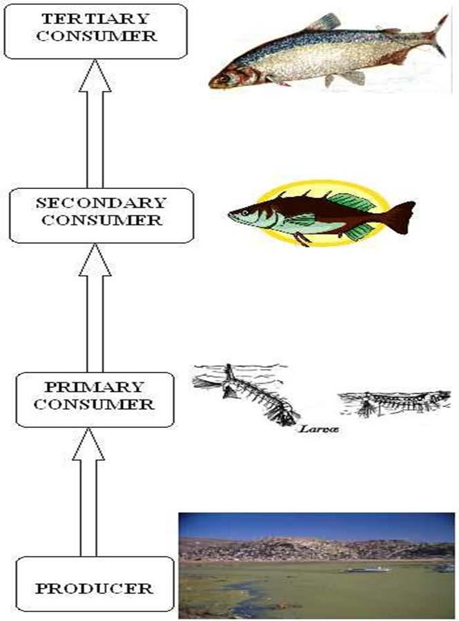 Example Food Chain Larger Fish Ex) Northern Pike