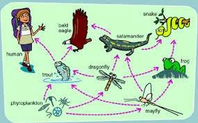 Food Webs Because animals typically feed on more that one type of organism, food chains become CONNECTED in a COMPLEX relationship known as a FOOD WEB.