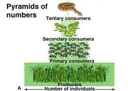Pyramid of Biomass For example, in an ecosystem it takes a LARGE amount of producers such as plants to support a SMALL