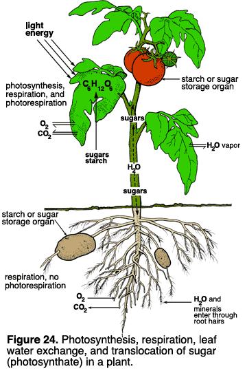 Photosynthesis converts ~1% solar energy into chemical energy
