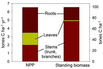 Lots of NPP goes in to producing leaves and roots,