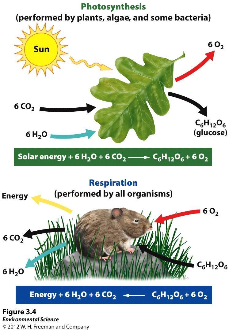 Photosynthesis vs