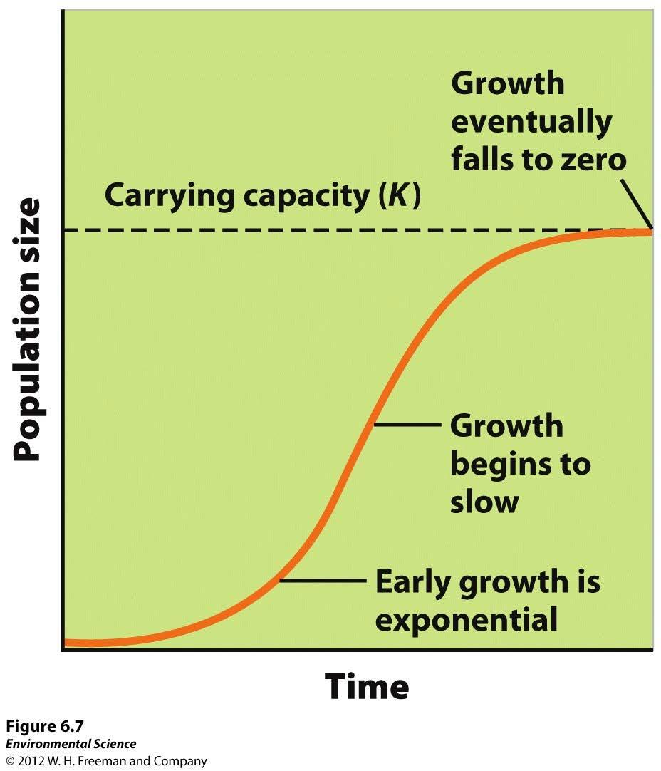 Logistic Growth Model Logistic growth- when a population whose growth is initially exponential, but slows as the