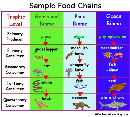 TROPHIC LEVELS The organism's position in the sequence of energy transfers Organisms