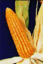I. Bt Corn: What is it? The transgenic corn hybrid Bt corn was first made available to growers in the U.S. in 1996 by Ciba Seeds and Mycogen Seeds.