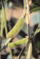 II. Roundup Ready Soybeans developed by the Monsanto company in 1996.