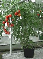 III. Flavr Savr Tomatoes Calgene, Inc.