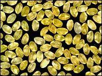 IV. Golden Rice Golden Rice is a genetically modified crop that was developed by Swiss and German scientists in 1999.