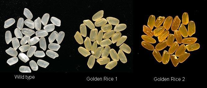Golden Rice have been this obtained that accumulate of to 37 µg/g carotenoid of which 31 µg/g is ß-carotene (as