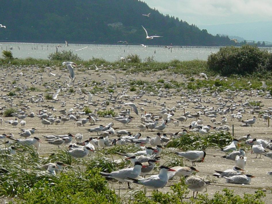 East Sand Island Lower Columbia River Island Constructed Of Dredge Material Protected By a Pile Dike System Removal of Pile Dikes May Allow