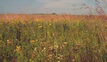 The first settlers named Illinois the Prairie State for its seemingly endless prairies. But in a span of less than 50 years, crop and pasture land replaced the vast, fertile prairies.