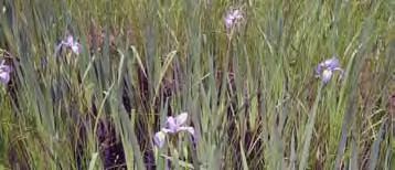 Hard-Working Habitats Wetland plants help protect and improve water quality by trapping sediments and by absorbing or breaking down excess nutrients and other pollutants.
