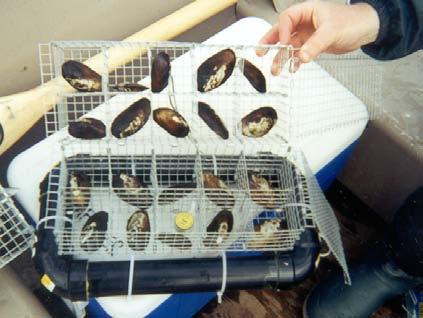 Quantitative Biomonitoring of POPs in Caribbean Oysters Mexico, Trinidad, Jamaica - native oysters for use as quantitative biomonitors Bivalves