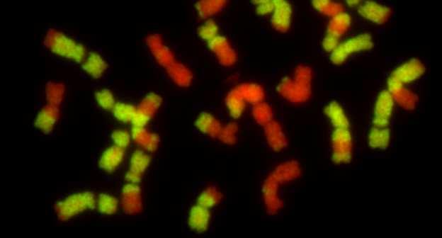 Chromosome doubling Italian ryegrass