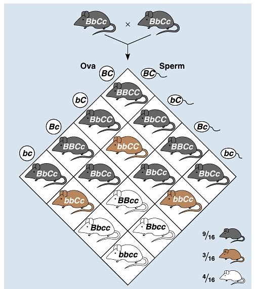 Epistasis One gene masks another coat color in mice = 2 genes pigment (C) or no pigment (c)