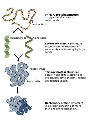 Genetic Organization 8 protein structure Genetic Organization 9 The
