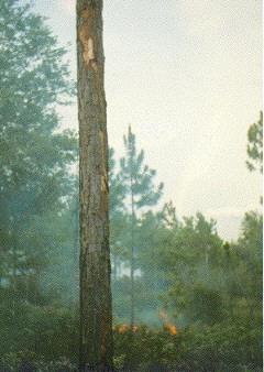 The Natural Role of Fire Fire is a significant force in the forest environment.