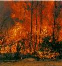 extremes. To extend knowledge of fire's role in Florida forests, this publication has been developed from scientific literature review and observations by experienced personnel.