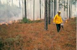 Thousands of years of natural fires achieved a dynamic balance between the stresses and reliefs. The fire-adapted pine forests thrived over vast areas.