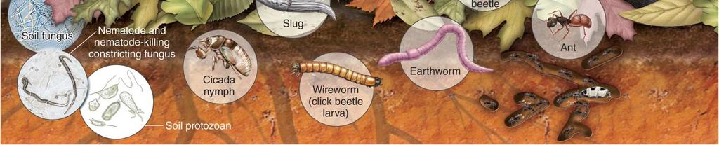 Tiny worms including nematodes process organic material and create air spaces