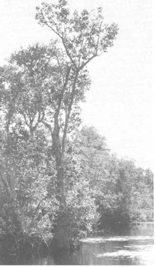The tree has a narrow open crown and a greatly swollen butt that tapers rapidly to a long clear stem. Ogeechee tupelo is normally a shrub or small malformed tree 25 to 30 feet in height.