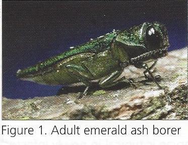 Emerald Ash Borer I want to take this opportunity to notify the citizens of Verona of a very destructive pest that will be affecting some of our local shade trees in the near future.