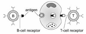 Biological Immune system Recognition process: Based on matching the shape of antigen with the shape represented by the surface receptors of