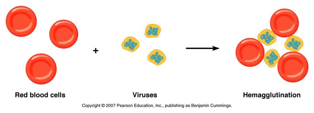 Viral Hemagglutination Many viruses such as Influenzavirus can stick to and agglutinate red blood cells