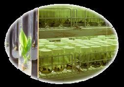 Tissue Culture Plants World s largest & India s best tissue culture lab Production Capacity 80 million
