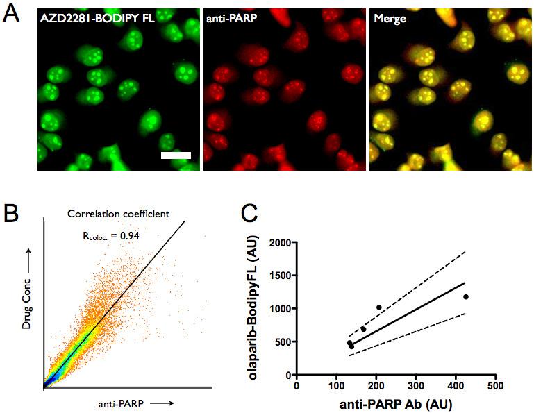 Supplementary Fig. S5: Correlation with PARP A. Co-localization of an anti-parp antibody and its companion imaging drug. B.
